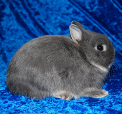 large product photo